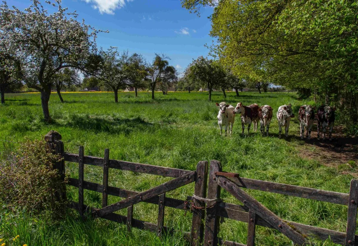 Sainte-Marie-d'Attez